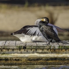 Phalacrocorax carbo at Yarralumla, ACT - 13 Nov 2020