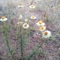 Xerochrysum viscosum (Sticky Everlasting) at Cooma, NSW - 17 Nov 2020 by Katarina