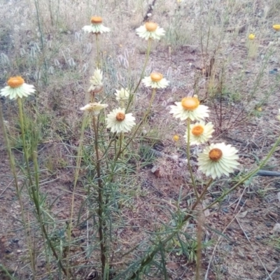 Xerochrysum viscosum (Sticky Everlasting) at Cooma, NSW - 17 Nov 2020 by Katarina