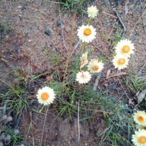 Xerochrysum viscosum at Cooma, NSW - 18 Nov 2020