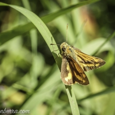 Ocybadistes walkeri (Green Grass-dart) at Hughes, ACT - 13 Nov 2020 by JonSteinbeck
