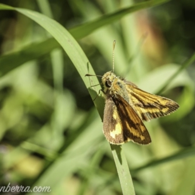 Ocybadistes walkeri (Green Grass-dart) at Hughes, ACT - 13 Nov 2020 by BIrdsinCanberra