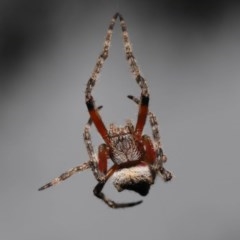 Socca pustulosa (Knobbled Orbweaver) at ANBG - 21 Nov 2020 by TimL