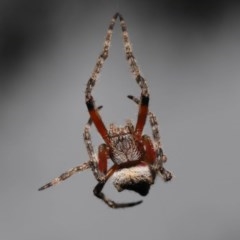 Socca pustulosa (Knobbled Orbweaver) at Acton, ACT - 21 Nov 2020 by TimL