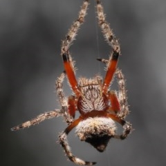 Socca pustulosa at Acton, ACT - 22 Nov 2020