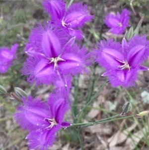 Thysanotus tuberosus subsp. tuberosus at Kambah, ACT - 22 Nov 2020 01:05 AM