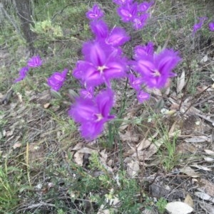 Thysanotus tuberosus subsp. tuberosus at Kambah, ACT - 22 Nov 2020 01:05 AM