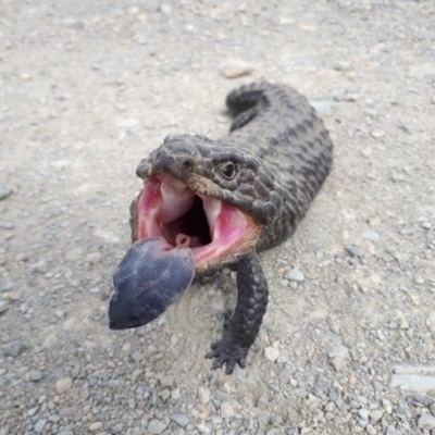 Tiliqua rugosa (Shingleback Lizard) at Yass River, NSW - 22 Nov 2020 by SallyandPeter