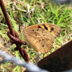 Heteronympha merope (Common Brown Butterfly) at Aranda Bushland - 21 Nov 2020 by KMcCue