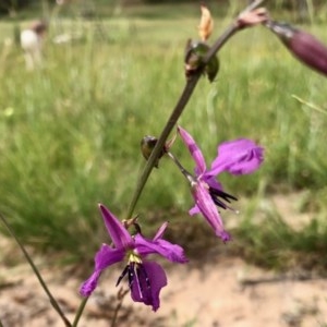 Arthropodium fimbriatum at Holt, ACT - 21 Nov 2020