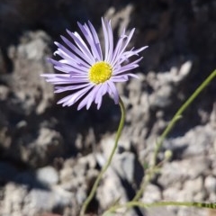 Brachyscome spathulata (Coarse Daisy, Spoon-leaved Daisy) at Rob Roy Range - 14 Nov 2020 by VeraKurz