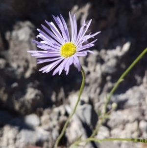 Brachyscome spathulata at Tuggeranong DC, ACT - 15 Nov 2020 05:57 AM