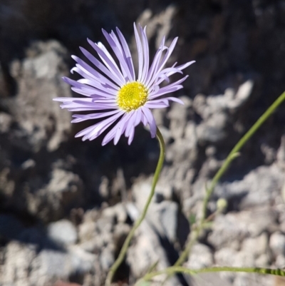 Brachyscome spathulata (Coarse Daisy, Spoon-leaved Daisy) at Tuggeranong DC, ACT - 15 Nov 2020 by VeraKurz
