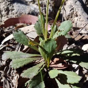 Brachyscome spathulata at Tuggeranong DC, ACT - 15 Nov 2020