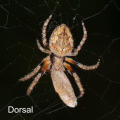 Hortophora sp. (genus) (Garden orb weaver) at Kambah, ACT - 20 Nov 2020 by Marthijn