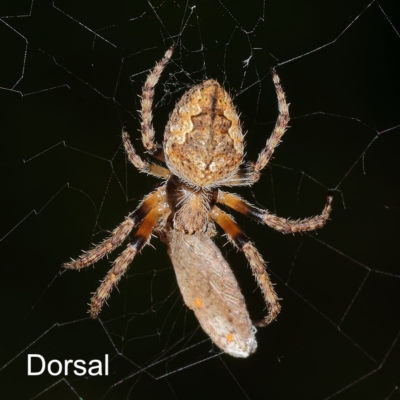 Hortophora sp. (genus) at Kambah, ACT - 20 Nov 2020 by Marthijn