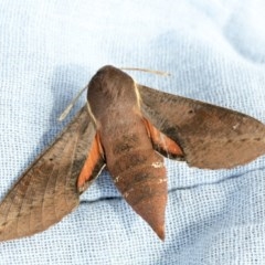 Hippotion scrofa (Coprosma Hawk Moth) at Higgins, ACT - 21 Nov 2020 by AlisonMilton