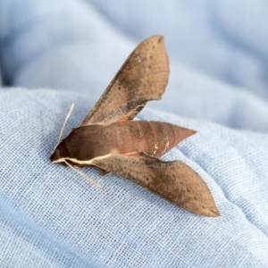 Hippotion scrofa at Higgins, ACT - 22 Nov 2020