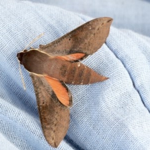 Hippotion scrofa at Higgins, ACT - 22 Nov 2020