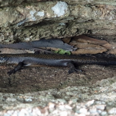 Egernia saxatilis (Black Rock Skink) at Namadgi National Park - 21 Nov 2020 by nmcphan