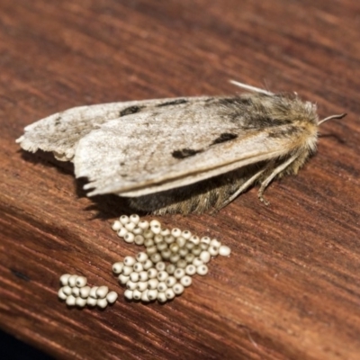 Anthela ocellata (Eyespot Anthelid moth) at Higgins, ACT - 20 Nov 2020 by AlisonMilton