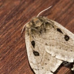 Anthela ocellata at Higgins, ACT - 20 Nov 2020 08:17 PM