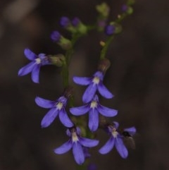 Lobelia browniana at Black Mountain - 21 Nov 2020 by melanoxylon