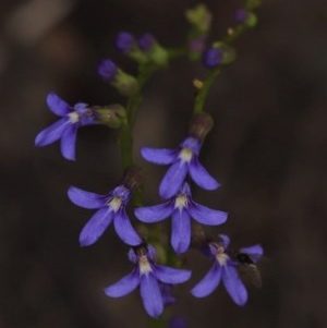 Lobelia browniana at Downer, ACT - 22 Nov 2020 06:19 AM