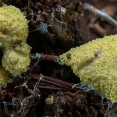 Fuligo septica (Scrambled egg slime) at Majura, ACT - 21 Nov 2020 by sbittinger