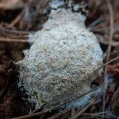 Fuligo septica at Majura, ACT - 21 Nov 2020 09:20 PM