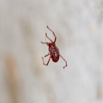 Rainbowia sp. (genus) (A mite) at Hawker, ACT - 20 Nov 2020 by AlisonMilton