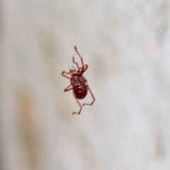 Rainbowia sp. (genus) at Hawker, ACT - 20 Nov 2020