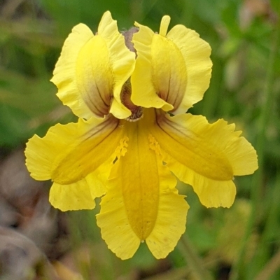 Goodenia paradoxa (Spur Goodenia) at Booth, ACT - 21 Nov 2020 by nmcphan
