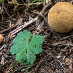 zz puffball at Mount Majura - 8 Nov 2020 by sbittinger