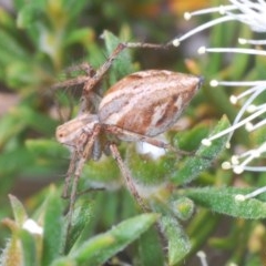 Oxyopes (genus) (Lynx spider) at Karabar, NSW - 21 Nov 2020 by Harrisi