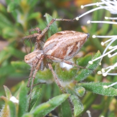 Oxyopes sp. (genus) (Lynx spider) at Mount Jerrabomberra QP - 20 Nov 2020 by Harrisi