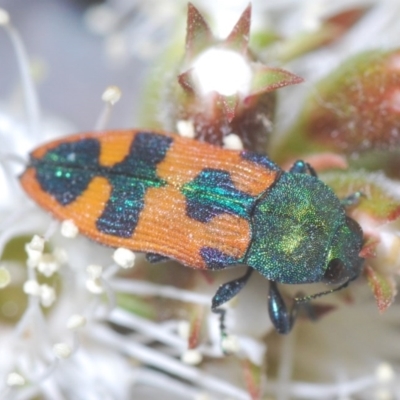 Castiarina hilaris (A jewel beetle) at Mount Jerrabomberra QP - 19 Nov 2020 by Harrisi