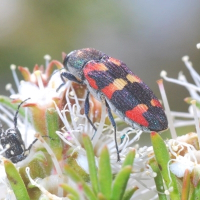 Castiarina sexplagiata (Jewel beetle) at QPRC LGA - 20 Nov 2020 by Harrisi