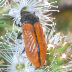 Castiarina rufipennis (Jewel beetle) at Mount Jerrabomberra QP - 20 Nov 2020 by Harrisi