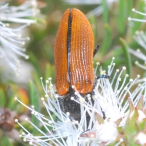 Castiarina rufipennis at Karabar, NSW - 21 Nov 2020