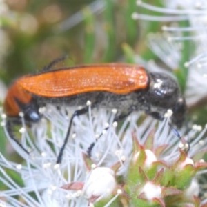 Castiarina rufipennis at Karabar, NSW - 21 Nov 2020