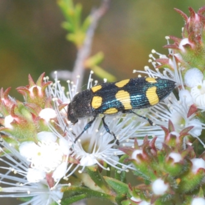 Castiarina inconspicua (A jewel beetle) at Karabar, NSW - 21 Nov 2020 by Harrisi