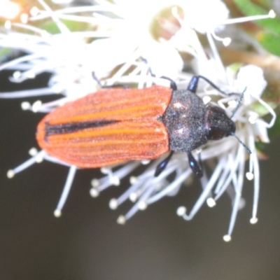 Castiarina erythroptera (Lycid Mimic Jewel Beetle) at Mount Jerrabomberra QP - 20 Nov 2020 by Harrisi