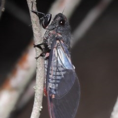 Yoyetta denisoni (Black Firetail Cicada) at Acton, ACT - 22 Nov 2020 by TimL