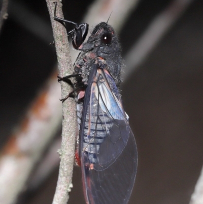 Yoyetta denisoni (Black Firetail Cicada) at Acton, ACT - 22 Nov 2020 by TimL