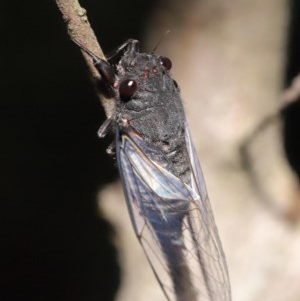 Yoyetta denisoni at Acton, ACT - 22 Nov 2020 12:04 AM