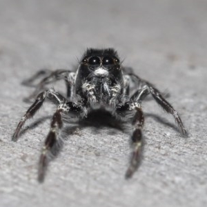 Sandalodes scopifer at Downer, ACT - 18 Nov 2020 01:06 AM