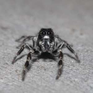 Sandalodes scopifer at Downer, ACT - 18 Nov 2020 01:06 AM