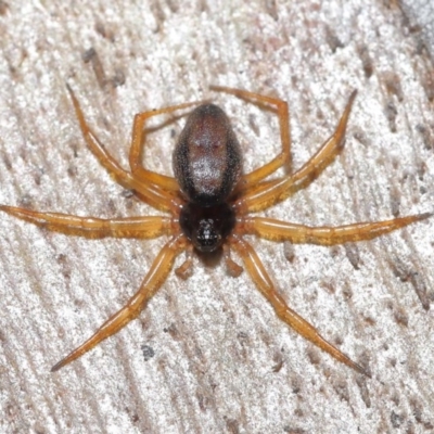 Euryopis umbilicata (Striped tick spider) at Downer, ACT - 17 Nov 2020 by TimL