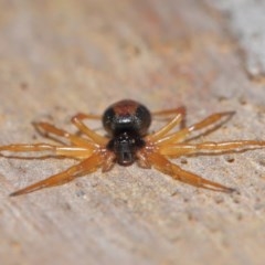 Euryopis umbilicata at Downer, ACT - 17 Nov 2020